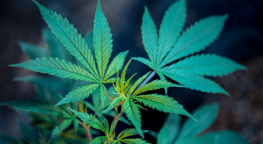 Saját kannabiszt termelünk, amikor futunk - Mindset Pszichológia