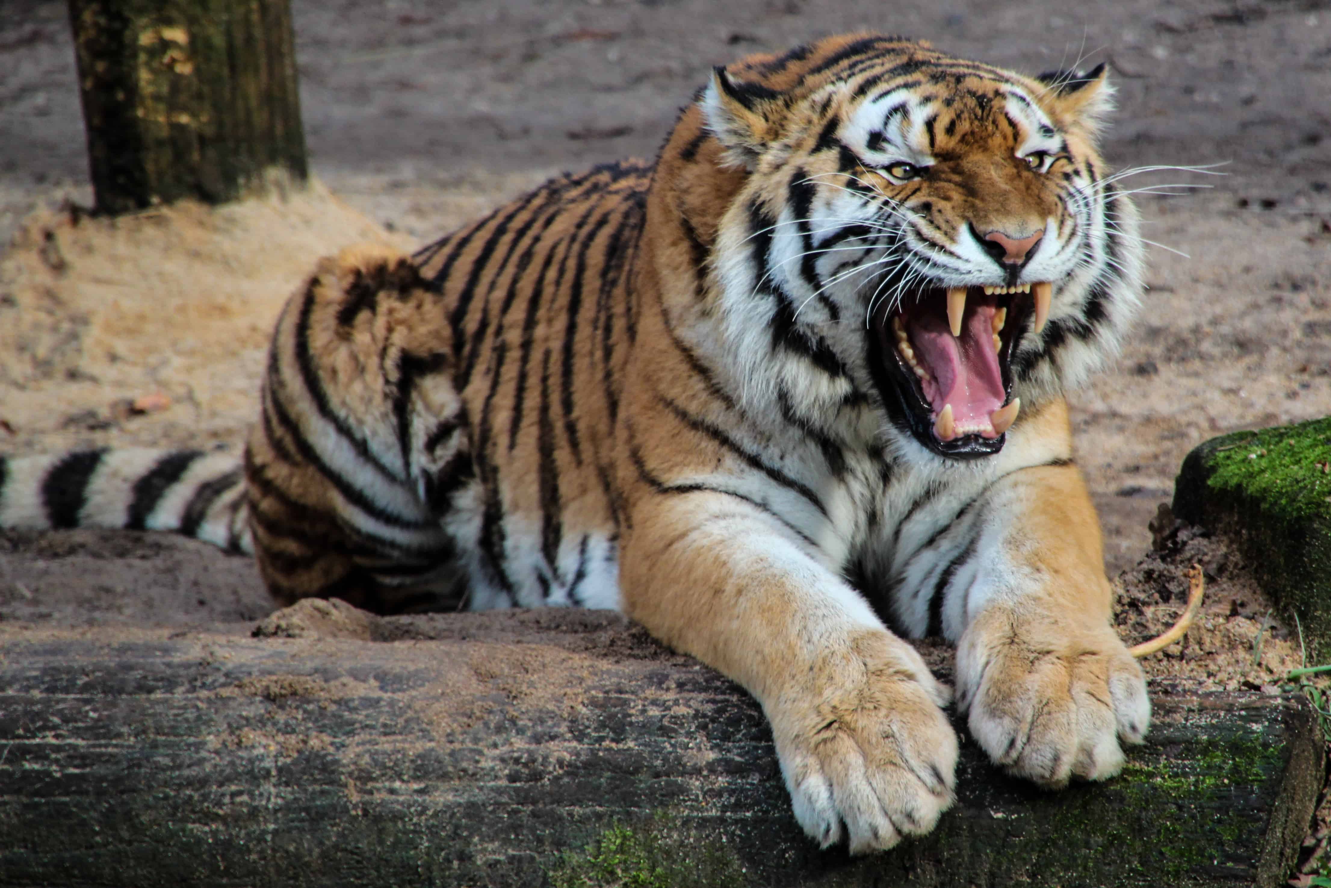 tiger-predator-animal-tooth-47312