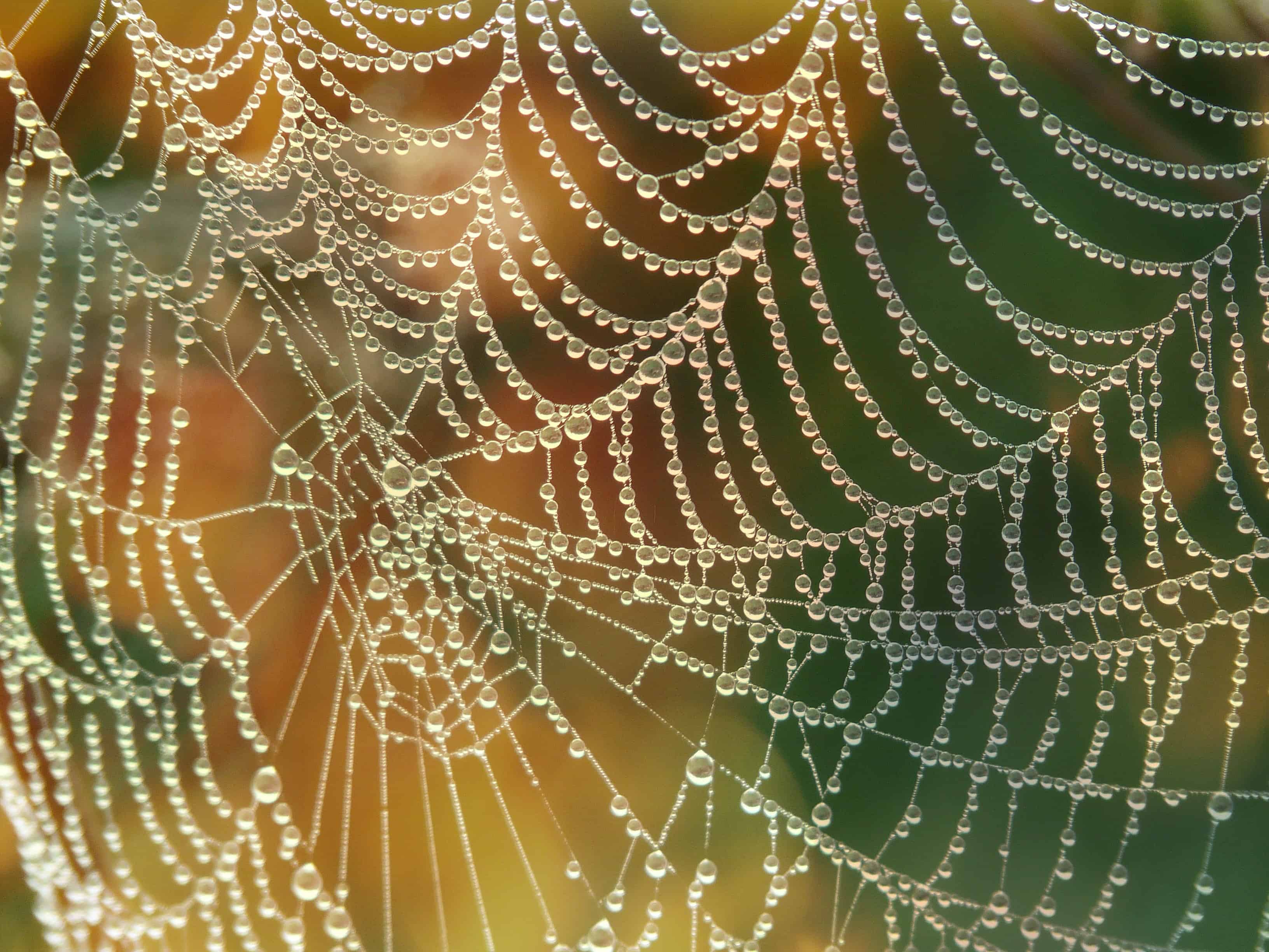 dew-close-material-circle-invertebrate-spider-web-914927-pxhere.com